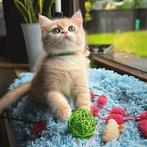 Brits / Britse korthaar kittens, raszuiver, gevaccineerd, Dieren en Toebehoren, Katten en Kittens | Raskatten | Korthaar, Meerdere dieren