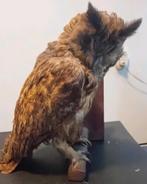 Ransuil opgezet taxidermie met lichte uitval, Ophalen of Verzenden, Huis en Inrichting