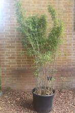 Bamboe Fargesia, Tuin en Terras, Planten | Struiken en Hagen, Ophalen, Bamboe, 250 cm of meer