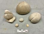 6  Verschillende Zee-egels Maastrichts Krijt, Verzamelen, Ophalen of Verzenden, Fossiel