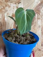 Philodendron Gloriosum plantje, Ophalen of Verzenden, Overige soorten, Halfschaduw, Minder dan 100 cm