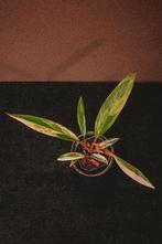 Philodendron Caramel Marble, Huis en Inrichting, Kamerplanten, Overige soorten, Minder dan 100 cm, Groene kamerplant, Halfschaduw
