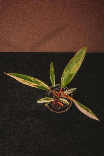 Philodendron Caramel Marble beschikbaar voor biedingen