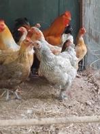 Prachtige brahma kruisingen!, Dieren en Toebehoren, Pluimvee, Meerdere dieren, Kip