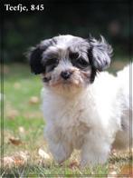 Mooie Boomer pups, Dieren en Toebehoren, Honden | Chihuahua's en Gezelschapshonden, Nederland, Overige rassen, 8 tot 15 weken