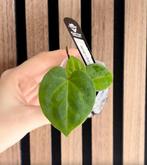 Anthurium HU King of Spades by Kartel Daun 1, Ophalen of Verzenden, Halfschaduw, Minder dan 100 cm