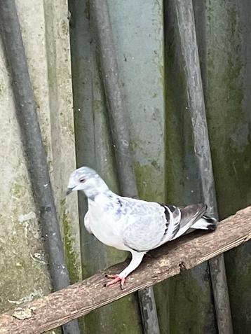 1 Wener hoogvlieger beschikbaar voor biedingen