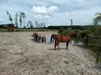 Plekje vrij op onze paddock paradise aan huis, Dieren en Toebehoren, Stalling en Weidegang, Weidegang