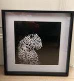 Poster luipaard / panter in zwarte lijst 40 x 40 cm, Huis en Inrichting, Minder dan 50 cm, Ophalen of Verzenden, Zo goed als nieuw