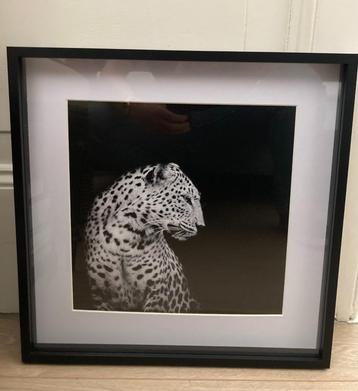 Poster luipaard / panter in zwarte lijst 40 x 40 cm beschikbaar voor biedingen