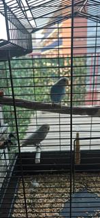 Grasr parkiet, Dieren en Toebehoren, Vogels | Kanaries, Meerdere dieren, Zangkanarie