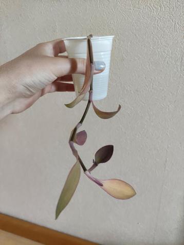 Paarse tradescantia stek BESCHIKBAAR TOT 18 JUNI beschikbaar voor biedingen