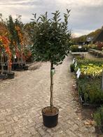 Eleagnus Ebbingei op stam - Olijfwilg, Herfst, Overige soorten, 100 tot 250 cm, Ophalen