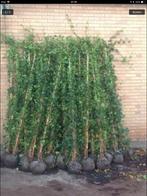 Hedera Hibernica ( klimop ), Ophalen, Vaste plant, Bloeit niet, Halfschaduw