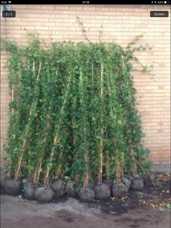 Hedera Hibernica ( klimop ), Tuin en Terras, Planten | Tuinplanten, Vaste plant, Klimplanten, Halfschaduw, Bloeit niet, Ophalen