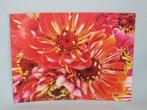Foto herfstbloemen op dun karton 18 x 24 cm NIEUW, Huis en Inrichting, Minder dan 50 cm, Nieuw, Foto of Poster, Minder dan 50 cm