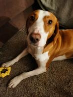 Bob zoek baasje, liefst een heer, Dieren en Toebehoren, Honden | Niet-rashonden, Particulier, Rabiës (hondsdolheid), Reu, 1 tot 2 jaar