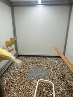 3-3 Waterslager, Meerdere dieren, Kleurkanarie