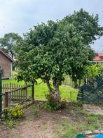 Oude Hazelaar (>40 jaar) - Gratis!, Overige soorten, Lente, 250 tot 400 cm, Ophalen