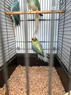 turquoise opaline bleekstaart, Dieren en Toebehoren, Vogels | Parkieten en Papegaaien, Meerdere dieren, Papegaai, Geringd