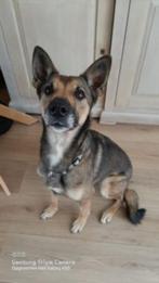 pinta ter adoptie verblijft in nl, Rabiës (hondsdolheid), Teef, Eén hond, Nederland