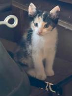 Boerderijkittens, Meerdere dieren, Kortharig, 0 tot 2 jaar