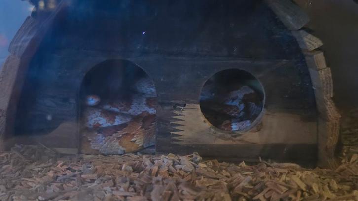 Koppeltje korenslangen te koop incl toebehoren, Dieren en Toebehoren, Reptielen en Amfibieën | Toebehoren, Zo goed als nieuw, Ophalen