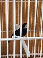 Twatwa Sipa 100%, Dieren en Toebehoren, Vogels | Overige Vogels, Mannelijk