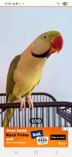 Te koop  tamme Grote Alexander parkiet, Dieren en Toebehoren, Mannelijk, Parkiet, Tam