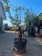 1 zeer oude witte tafeldruif op stam, Vitis vinifera., Volle zon, Vaste plant, Ophalen of Verzenden, Bloeit niet