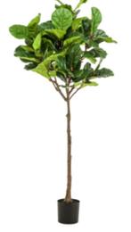 ficus lyrata 195cm, Ophalen of Verzenden, Nieuw