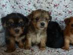 pups Yorkshire Terrier 75% Maltezer 25% gezond zeer lief, Dieren en Toebehoren, Rabiës (hondsdolheid), Overige rassen, 8 tot 15 weken