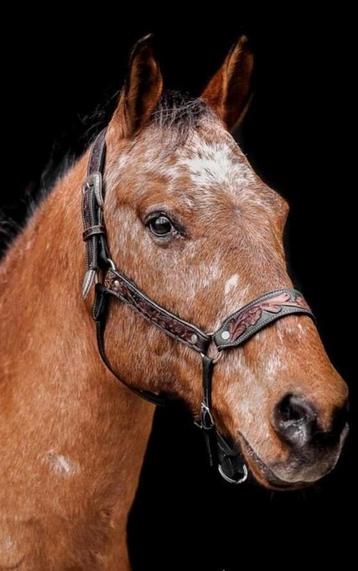 Mooi lederen Western halster met tooling - Maat Cob/Full  beschikbaar voor biedingen