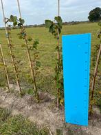 Tilia pallida - Zilverlinde jonge boom, Tuin en Terras, Planten | Bomen, Overige soorten, 100 tot 250 cm, Zomer, Ophalen