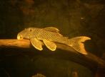 L-Nummers: L014 Scobinancistrus aureatus, Vis, Zoetwatervis, Schoolvis