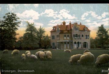 Driebergen Villa Sterrenbosch met kudde schapen
