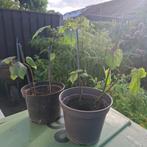 pindakaasplant/clerodendron bungei, Tuin en Terras, Planten | Tuinplanten, Vaste plant, Halfschaduw, Zomer, Ophalen