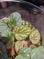 Begonia sp China blad stekje, Ophalen of Verzenden, Overige soorten, Minder dan 100 cm
