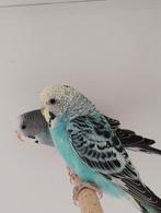 Grasparkiet, Dieren en Toebehoren, Vogels | Parkieten en Papegaaien, Mannelijk, Parkiet