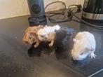 Jonge cavia's, Dieren en Toebehoren, Cavia, Meerdere dieren, Tam, Oktober