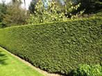 Westerse levensboom ‘Brabant’ / Thuja occidentalis ‘Brabant’, Ophalen of Verzenden, Conifeer, Haag, 100 tot 250 cm