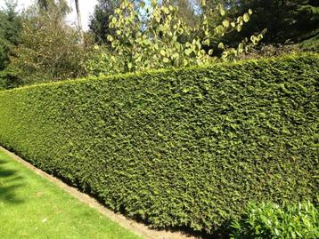 Westerse levensboom ‘Brabant’ / Thuja occidentalis ‘Brabant’ beschikbaar voor biedingen