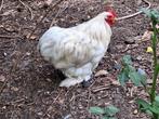 Bobtail haan cochin kriel, Dieren en Toebehoren, Mannelijk, Kip