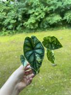Alocasia Dragon scale Variegata 4 bladeren, Ophalen of Verzenden, Overige soorten, Minder dan 100 cm