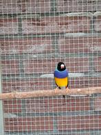 Gouldamadines, Dieren en Toebehoren, Vogels | Parkieten en Papegaaien, Meerdere dieren, Parkiet