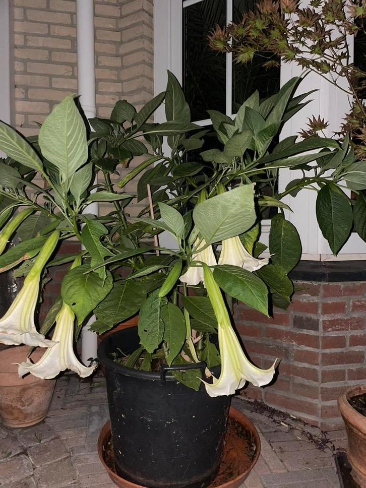 Tekoop aangeboden Brugmansia (Engelentrompet) – wit., Tuin en Terras, Planten | Tuinplanten, Vaste plant, Overige soorten, Volle zon
