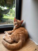 Kruising MainCoon katertje 10 weekjes oud, Dieren en Toebehoren, Katten en Kittens | Raskatten | Langhaar, Kater