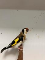 2-2 grote putters, Meerdere dieren, Wildzangvogel, Geringd