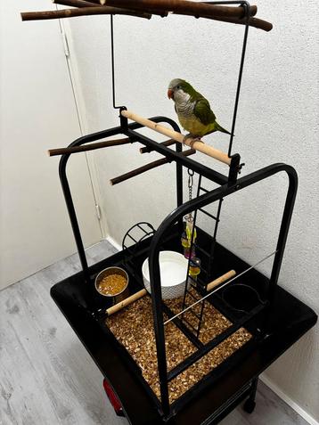 Kaddoc vogelkooi papegaaien speelplaats beschikbaar voor biedingen