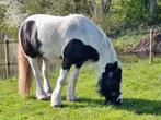 Irish Cob/ Tinker pony (grote C/kleine D pony), Ruin, Recreatiepony, 3 tot 6 jaar